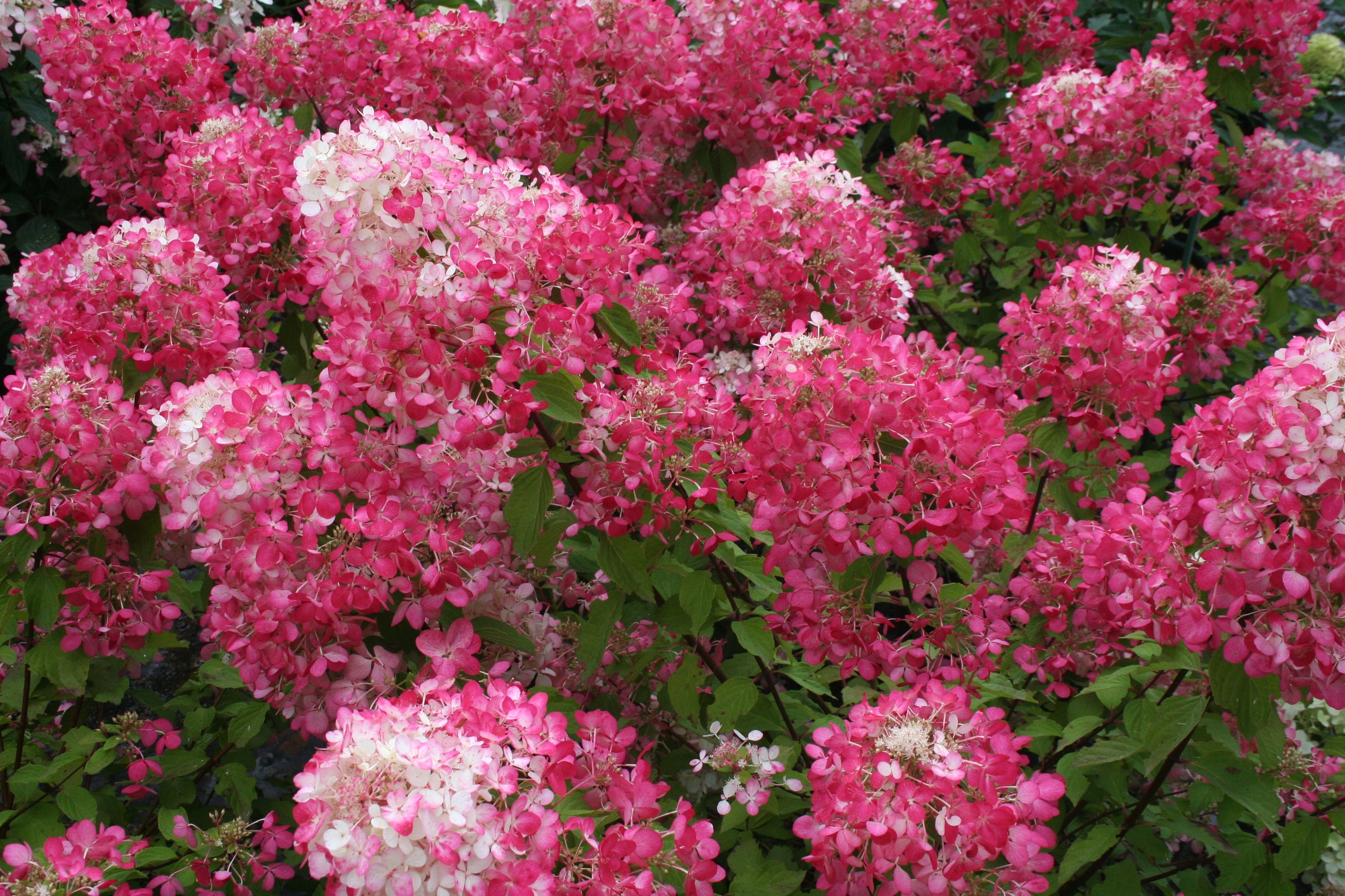 Hydrangea paniculata 'Diamond Rouge'